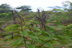Senna montana
